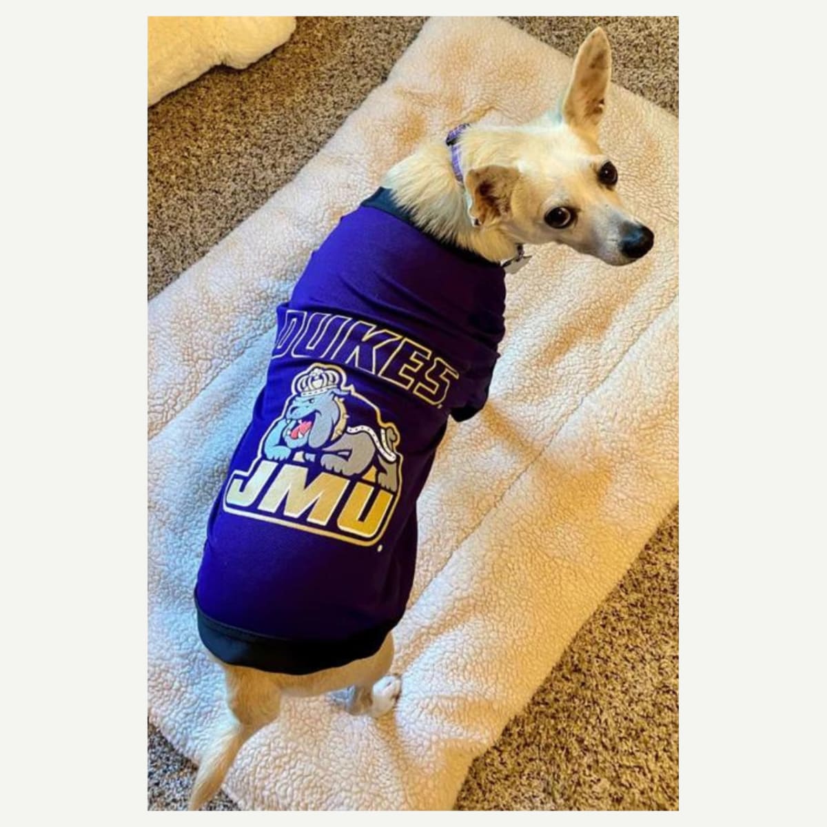 JMU Mesh Dog Jersey, Athletic Pet Jersey, Dog Tailgate Outfit, Screen Printed Team Logo, Breathable Polyester, Machine Washable, Dog Jersey Sizes Tiny to XXL, Official JMU Product, Dog Walk Apparel, Team Pride Pet Clothing, Made in USA