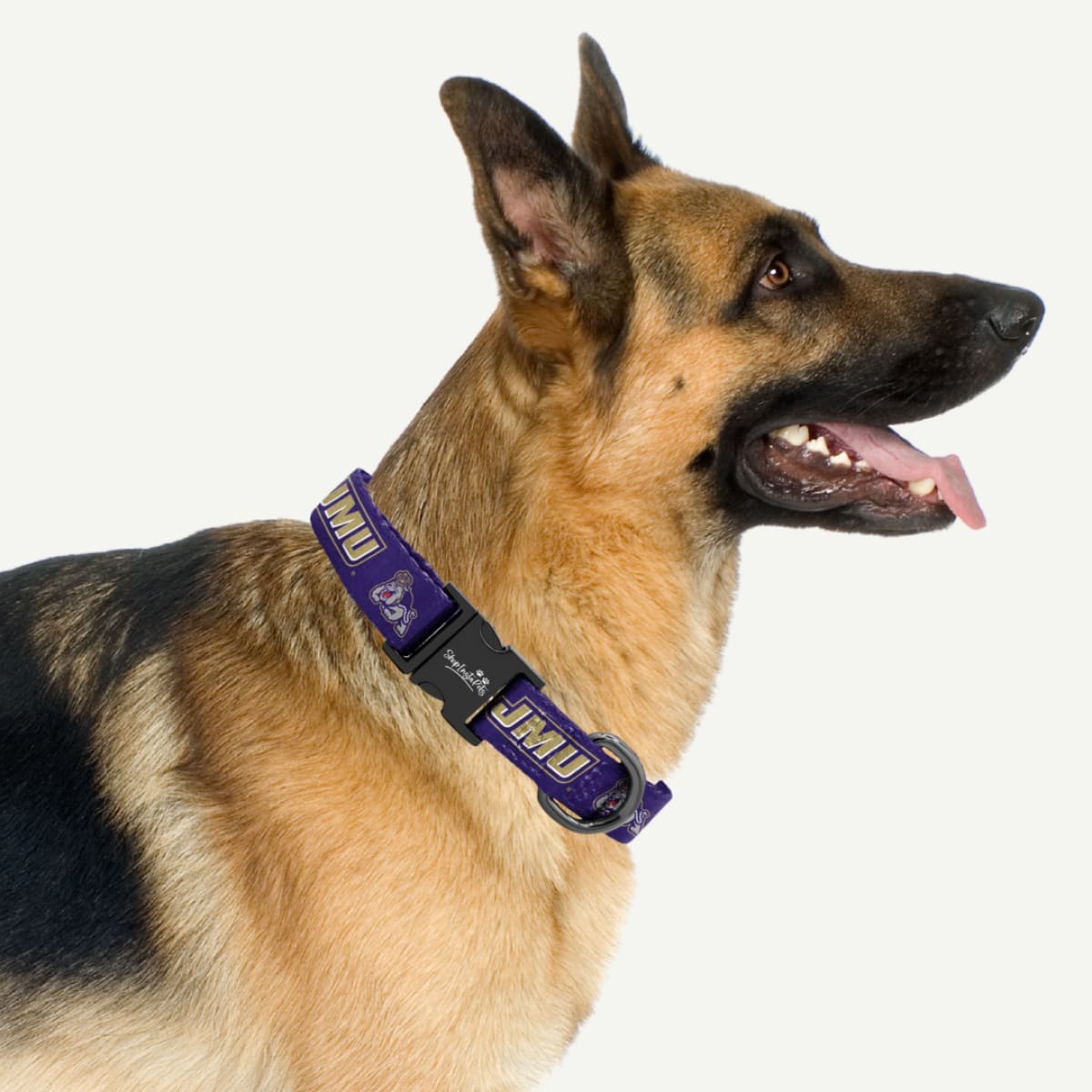 DOG WEARING JMU COLLAR